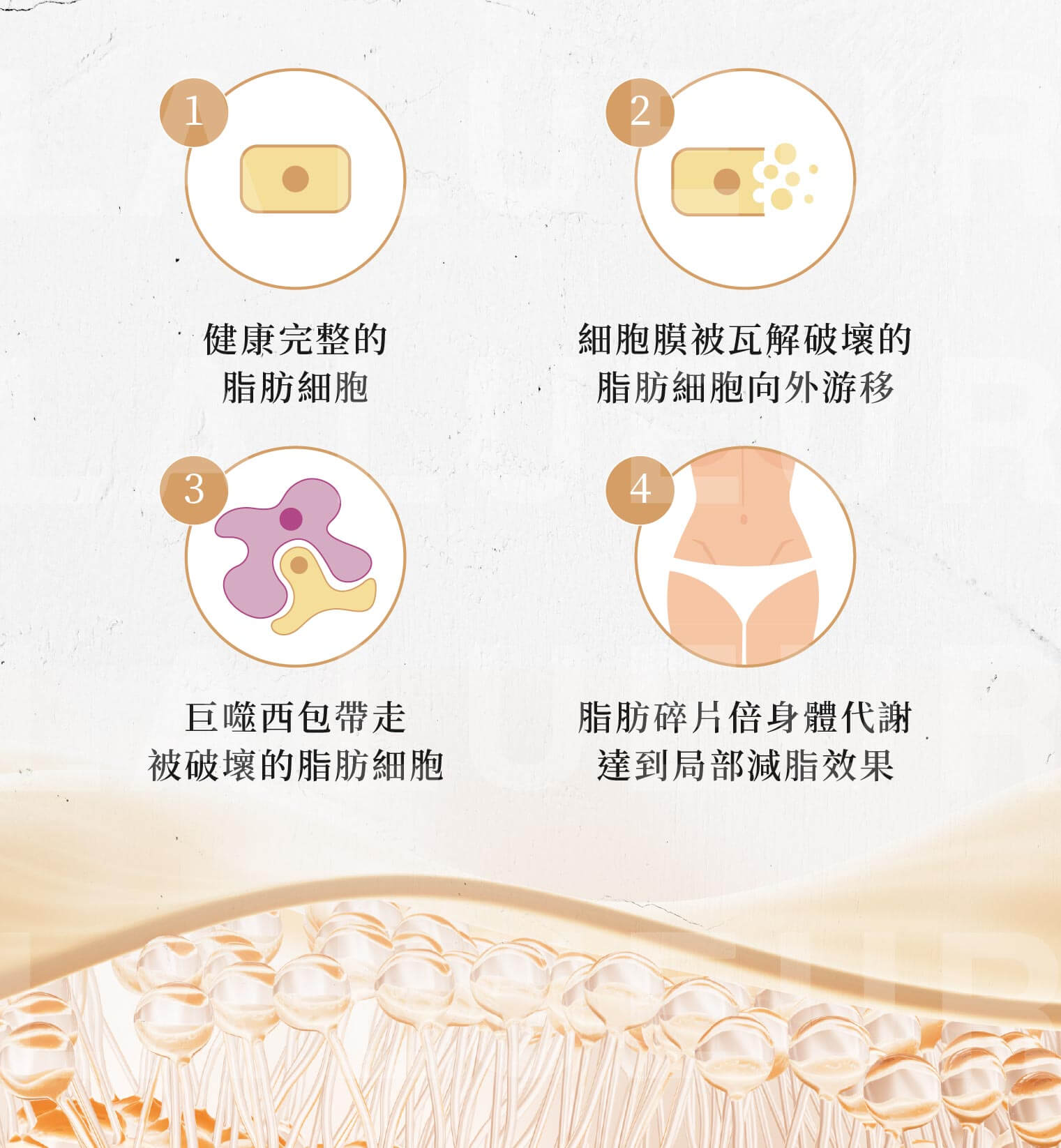 Lipodissolve肝得健