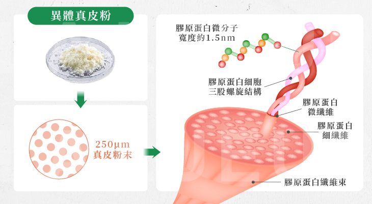 MegaFill異體真皮粉