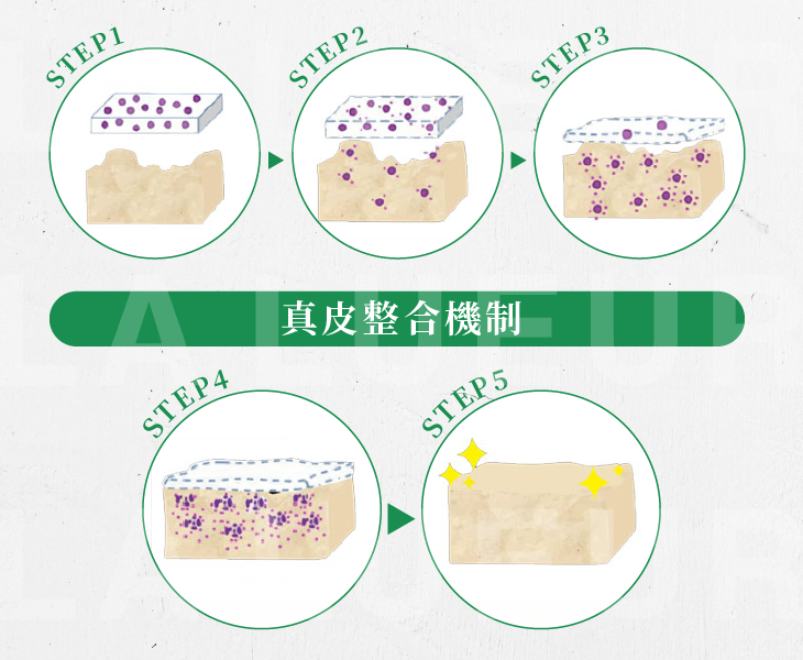 MegaFill異體真皮粉