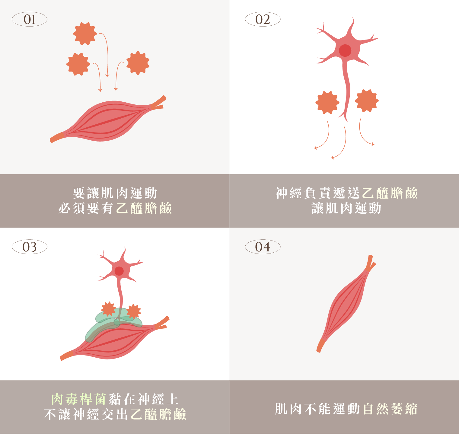 韓國Letybo保提拉肉毒